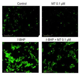 간세포에서 M7의 ROS 생성 억제 효과