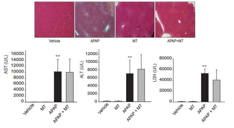 M7의 APAP 유도 간독성에 미치는 효과