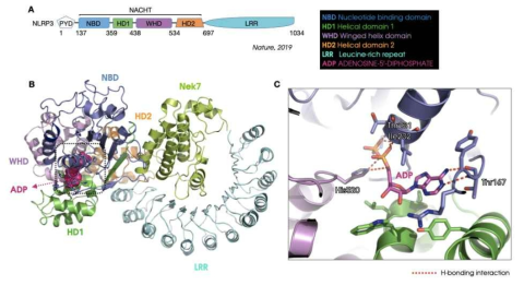 NLRP3의 3차원 구조 분석. (A) NLRP3 domain 구성. (B) NLRP3/ADP/Nek7 결합 구조 (6NPY.pdb). (C) NLRP3/ADP 상호작용 분석