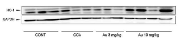 HO-1의 발현