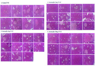 H&E 염색 (Hematoxylin Eosin staining)