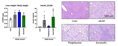 ob/ob 마우스에서 오라노핀의 항당뇨효과 및 간 기능 개선 효과 평가