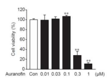 INS-1E 베타 세포주에서의 오라노핀의 cytotoxicity 확인