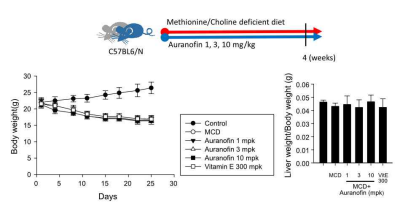 메티오닌/콜린결핍 식이 유도 지방간 모델에서 마우스의 체중변화와 간 무게 변화