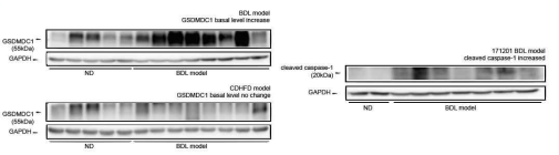 담관결찰 모델 마우스 간 lysate에서의 cleaved caspase-1, GSDMDC1 발현