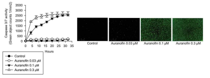 Incucyte 세포분석기를 이용한 caspase-3/7 활성 정량