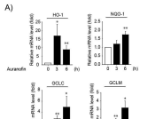 항산화효소 mRNA