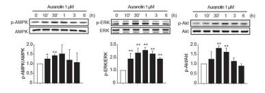 HepG2세포에서 auranofin 처리에 의한 p-AMPK, p-ERK, p-Akt 변화 관찰