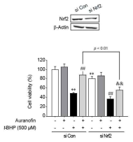 Nrf2 siRNA에 의한 오라노핀 세포보호작용의 소실