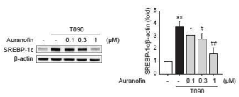 HepG2 세포에서 오라노핀 처리에 의한 T090 유도성 SREBP-1c 발현 평가