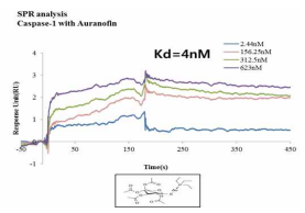 SPR analysis: caspase-1 with Auranofin