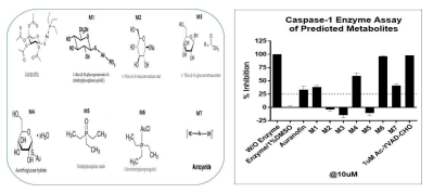 오라노핀과 예상대사체에 대한 caspase-1 활성 억제