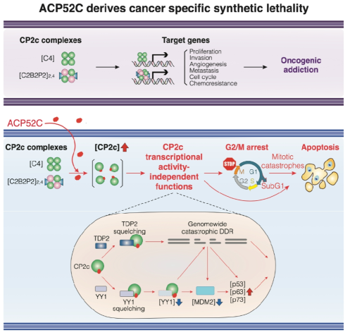 CP2c 표적 펩타이드 기반 선도물질(ACP52C)의 MOA