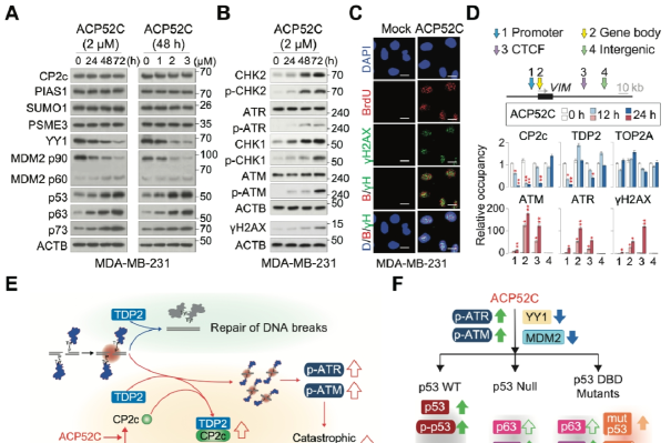 ACP52C는 p53 경로를 통한 세포예정사 및 TDP2 squelching에 의한 DNA 손상 반응을 유발함