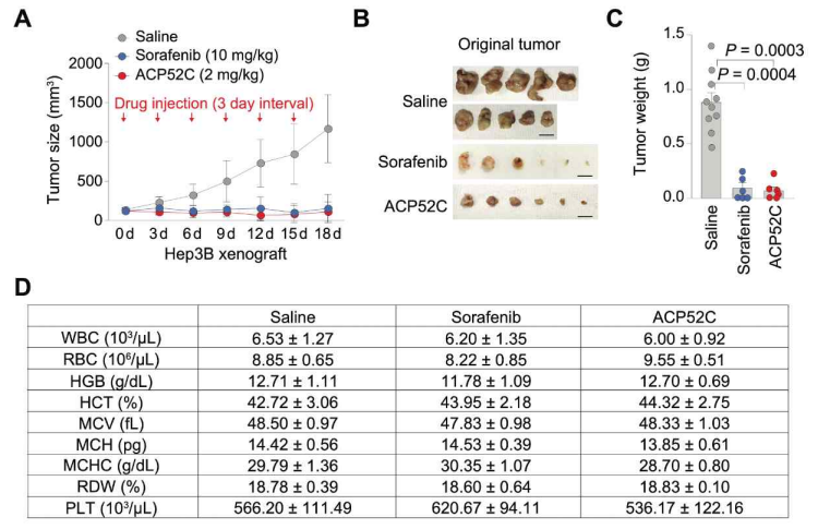 ACP52C는 Hep3B 이종이식 생쥐모델에서 항암효과를 나타냄