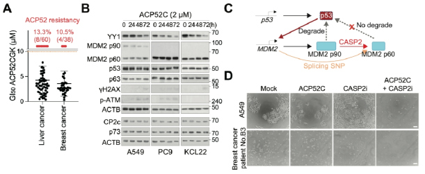 CASP2에 의한 MDM2 절단이 일부 암세포에서 ACP52C의 내성의 원인으로서 작용함