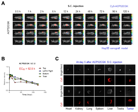 Hep3B xenograft 생쥐에서 live imaging을 통한 피하 주입한 Cy5-ACP52CGK의 생체 내 안정성 분석(A, B) 및 주입 후 5일 경과 시의 조직 내 잔류량 분석(C)