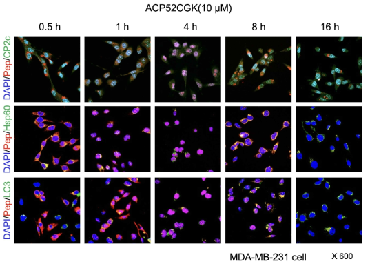 ACP52CGK의 세포 내 투입 경로 및 운명 분석
