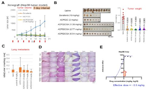 간암 세포주 이식모델에서 3일 간격으로 정맥 주입한 ACP52CGK의 암 억제 효력 분석. A. 종양 크기 분석. B. 종양 무게 분석. C. 폐로의 전이능 분석. D. H/E 염색한 대표적인 주요 장기 사진. E. 예상 effective dose (0.8 mg/kg)