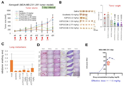 TNBC 유방암 세포주 이식모델에서 3일 간격으로 정맥 주입한 ACP52CGK의 암 억제 효력 분석. A. 종양 크기 분석. B. 종양 무게 분석. C. 폐로의 전이능 분석. D. H/E 염색한 대표 적인 주요 장기 사진. E. 예상 effective dose (1.5 mg/kg)