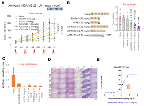 TNBC 유방암 세포주 이식모델에서 5일 간격으로 정맥 주입한 ACP52CGK의 암 억제 효력 분석. A. 종양 크기 분석. B. 종양 무게 분석. C. 폐로의 전이능 분석. D. H/E 염색한 대 표적인 주요 장기 사진. E. 예상 effective dose (5 mg/kg)