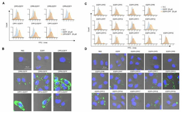 신규 CPP 후보군들이 접합된 GFP 단백질을 이용한 세포막 투과 효과 시험