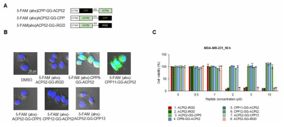 신규 CPP 후보군들이 접합된 ACP52 펩타이드를 이용한 세포사 유도 효과 시험