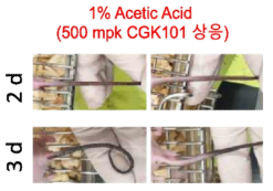 CGK101 API에 들어 있는 acetic acid가 독성의 원인임