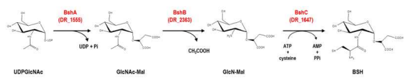 Deinococcus radiodurans BSH 합성경로