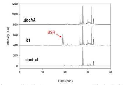 BSH를 생산하지 않는Deinococcus radiodurans 돌연변이 균주 확인