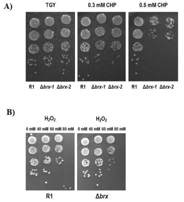 Brx (YtxJ) 비생산 균주를 이용한 산화스트레스 저항성 확인