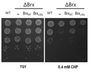 Brx Comple 균주를 이용한 산화스트레스 저항성 회복 확인