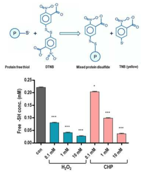 DTNB assay를 활용한 Brx의 peroxidative cystein 잔기 확인