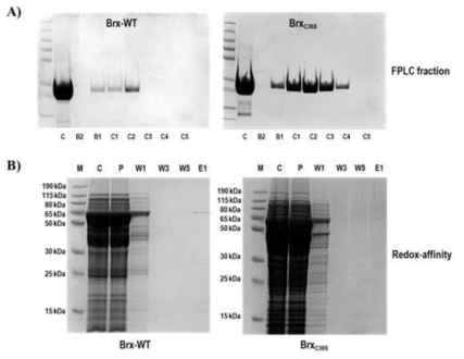 Brx-affinity chromatogaraphy를 활용한 결합 단백질 확인