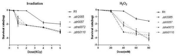 4종의 Grx-like 단백질 제거 돌연변이 균주의 방사선 및 H2O2에 대한 스트레스 내성 비교