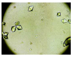 Crystal of Grx-like protein (Dr_A0072)