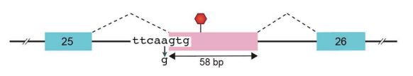 Pathogenic molecular mechanism of a ASO-amenable variant in a patient with DMD