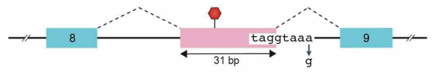 Pathogenic molecular mechanism of a ASO-amenable variant in a patient