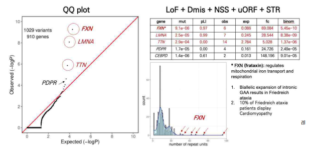 The results of gene burden test with LoF + Dmis + splice site of non-coding regions + uORF mutations and STR mutations