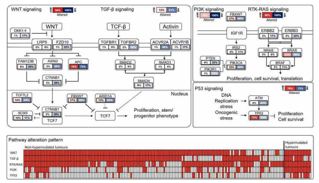 Oncogenic pathways of 197 Korean CRC samples. Genes are altered at different frequencies (color intensity indicates the average frequency of alteration within the entire data set) by non-hypermutated tumors (red) and hypermutated tumors (blue)