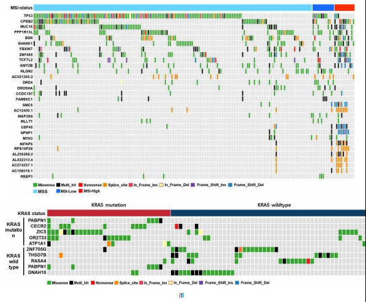 Oncoplot associated with the MSI-status and KRAS status. Waterfall plot (oncoplot) of the distribution of mutations found in 197 Korean CRC samples. The plot shows the types of mutations in each tumor sample