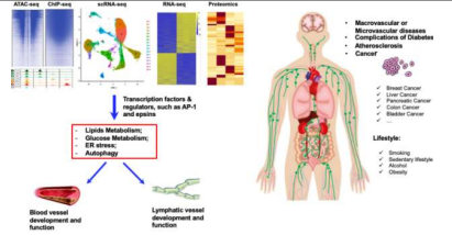 단일세포 멀티오믹스 분석 (ATAC-seq, ChIP-seq, scRNA-seq, RNA-seq 및 proteomics 분석과 같은 분석)을 활용하여 혈관 및 림프관의 전사체 인자 또는 조절인자를 식별하는 알고리즘 활용의 예, Frontiers in cardiovascular medicine, feb 2022, vol 9