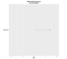 NES (Nominal Enrichment Score) by fGSEA on Mitochondrial Dynamics and Surveillance