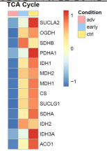 Expression level comparison of TCA cycle associated genes (Control -> Early DN -> Advanced DN) 약어- adv: advanced diabetic nephropathy, early: early stage of diabetic nephropathy, ctrl: control sample