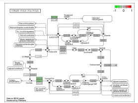 TCA Cycle 전사체 레벨 발현양의 상대적인 변화 (Advanced DN vs Control)