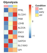 Expression level comparison of Glycolysis associated genes