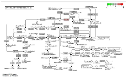 Inositol Phosphate Metabolism 전사체 레벨 발현양의 상대적인 변화