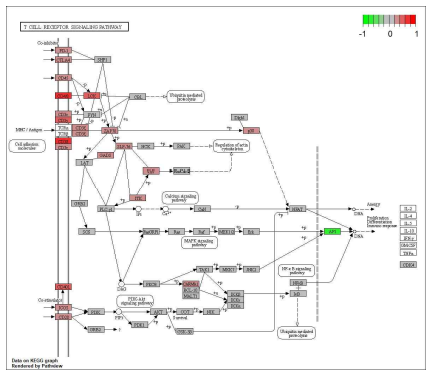 T Cell 전사체 레벨 KEGG Pathway (Advanced DN vs Control)