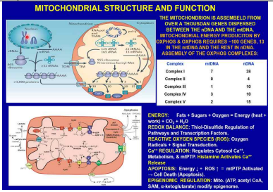 Mitochondrial Structure and Function