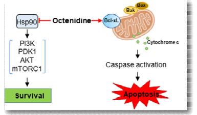 octenidine의 세포사멸 기전 모델